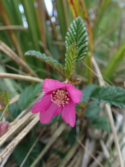 Rubus coriaceus