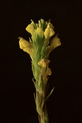 Castilleja lacera