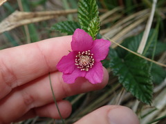 Rubus coriaceus