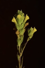 Castilleja lacera