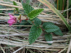 Rubus coriaceus
