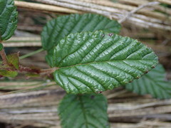 Rubus coriaceus