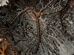 Pityogenes bidentatus