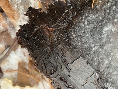 Pityogenes bidentatus