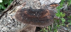Hexagonia hydnoides