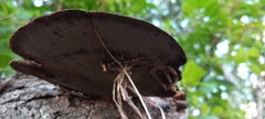 Hexagonia hydnoides