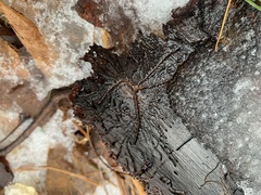 Pityogenes bidentatus