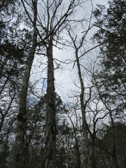 Carya carolinae-septentrionalis