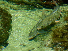 Redtail Surfperch photo 2