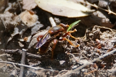 Teuchocnemis bacuntius