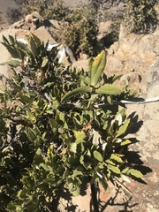 Spinoliva ilicifolia