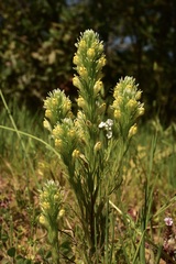 Castilleja lineariloba