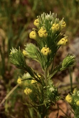 Castilleja lineariloba