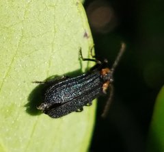Eropterus