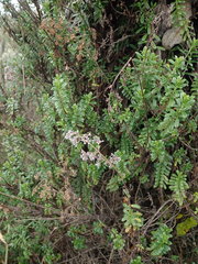 Valeriana microphylla