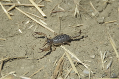 Anuroctonus pococki pococki