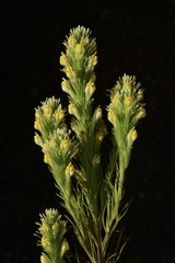 Castilleja lineariloba