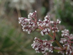 Valeriana microphylla