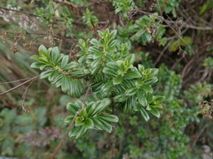 Valeriana microphylla