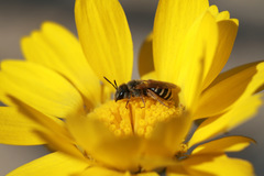 Lasioglossum sisymbrii