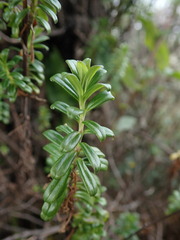 Valeriana microphylla