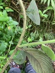 Image of Heliotropium verdcourtii
