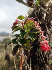 Ribes hirtum