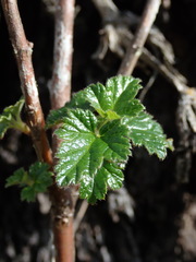 Ribes hirtum
