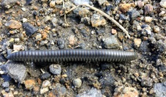 Ommatoiulus rutilans