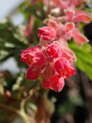 Ribes hirtum
