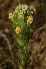 Castilleja lineariloba