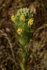 Castilleja lineariloba