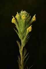 Castilleja lineariloba