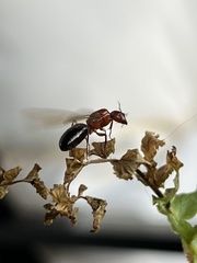Myrmentoma