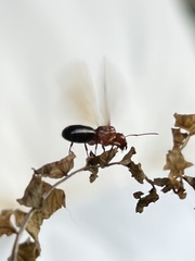 Myrmentoma