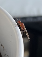 Myrmentoma
