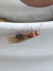 Myrmentoma
