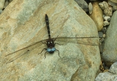 Macrothemis celeno