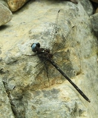 Macrothemis celeno