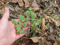 Sceptridium jenmanii