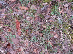 Sceptridium jenmanii