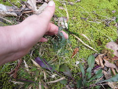 Astragalus tennesseensis