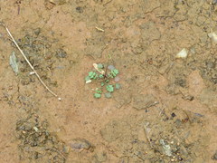 Leavenworthia