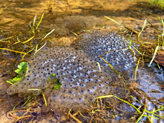 Rana temporaria