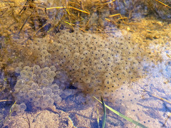 Rana temporaria