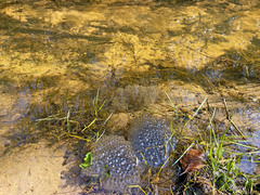 Rana temporaria