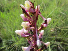 Disa cooperi