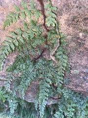 Asplenium montanum image