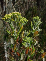 Monticalia andicola