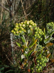 Monticalia andicola